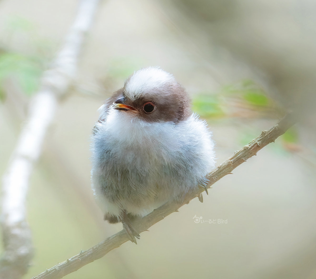 エナガの巣立ち