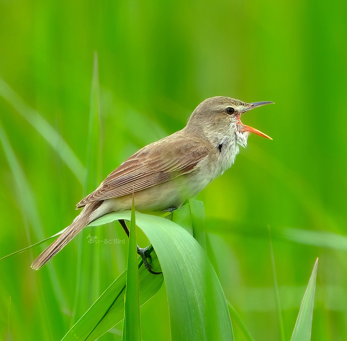 オオヨシキリ