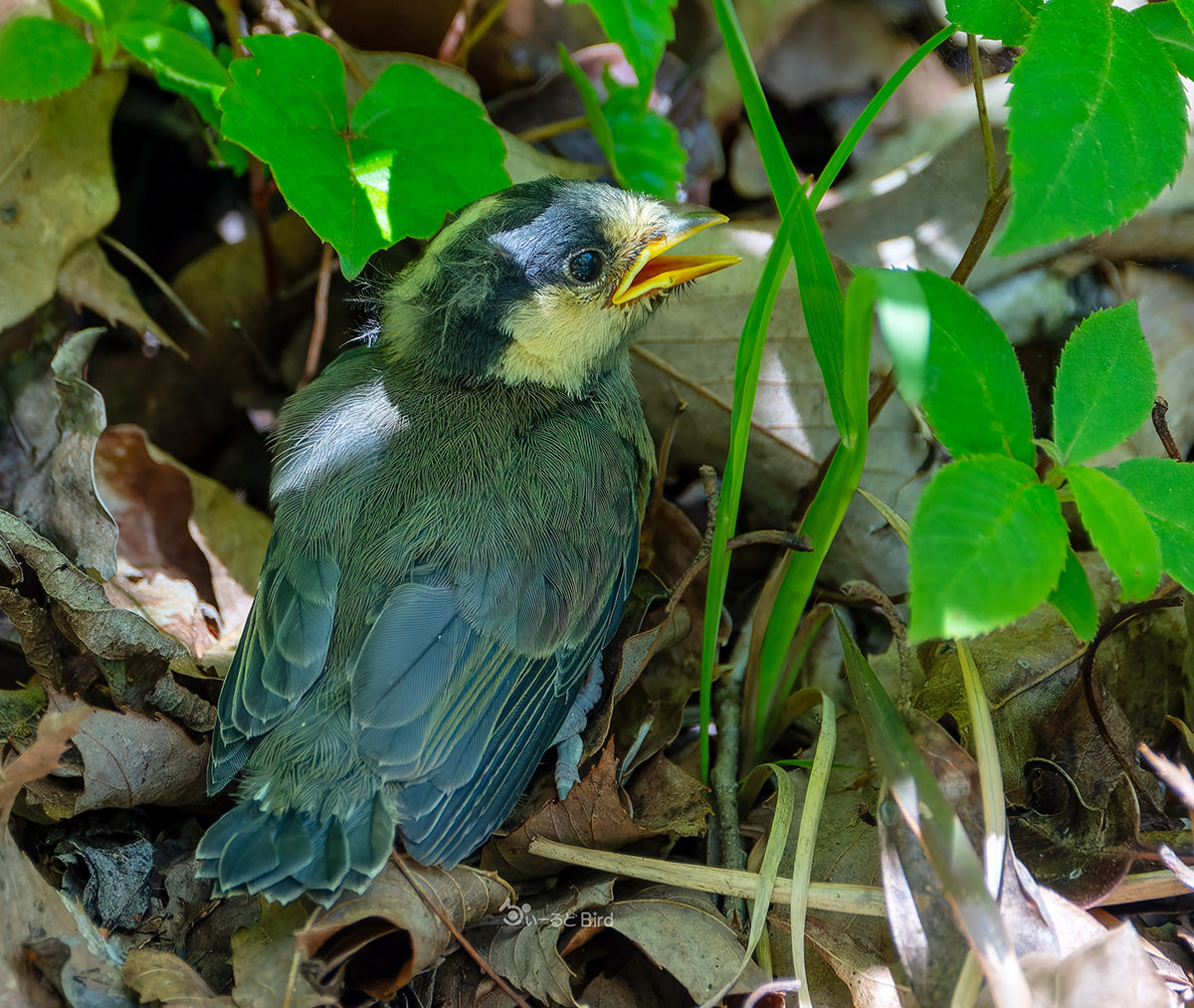 ヤマガラの幼鳥