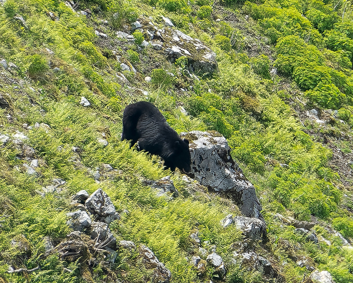 伊吹山のクマ