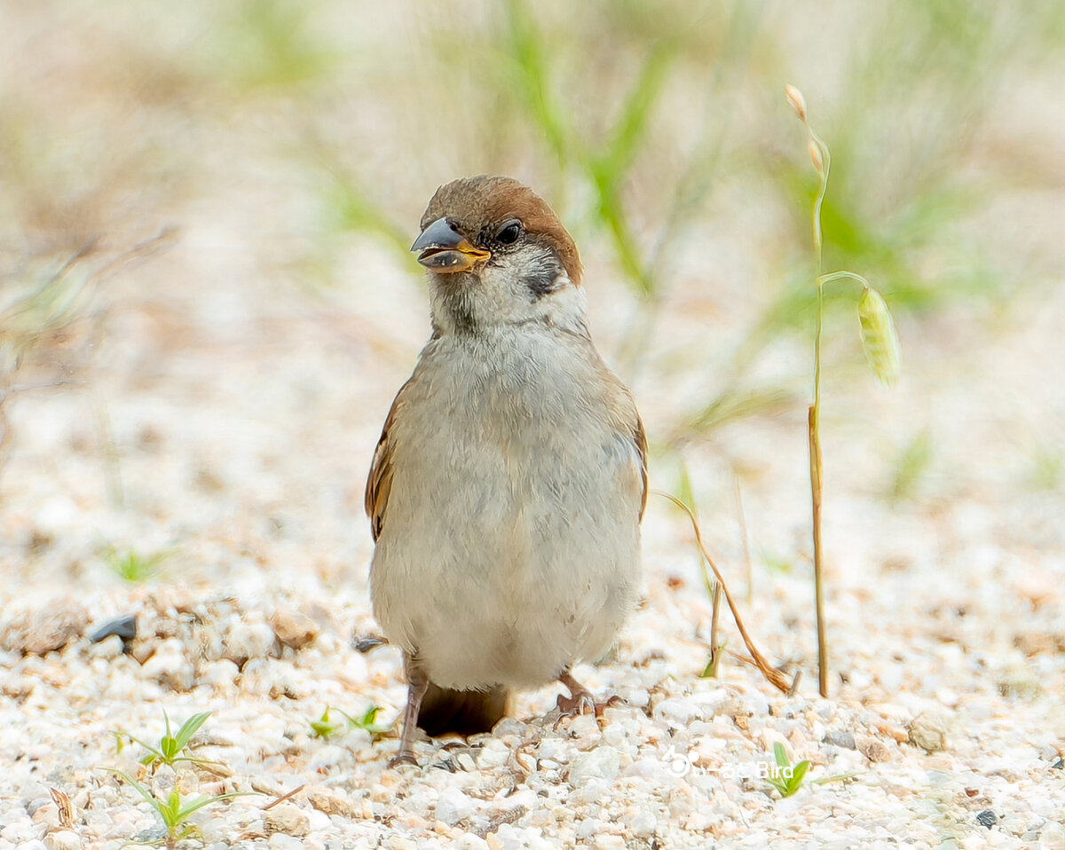 スズメの幼鳥