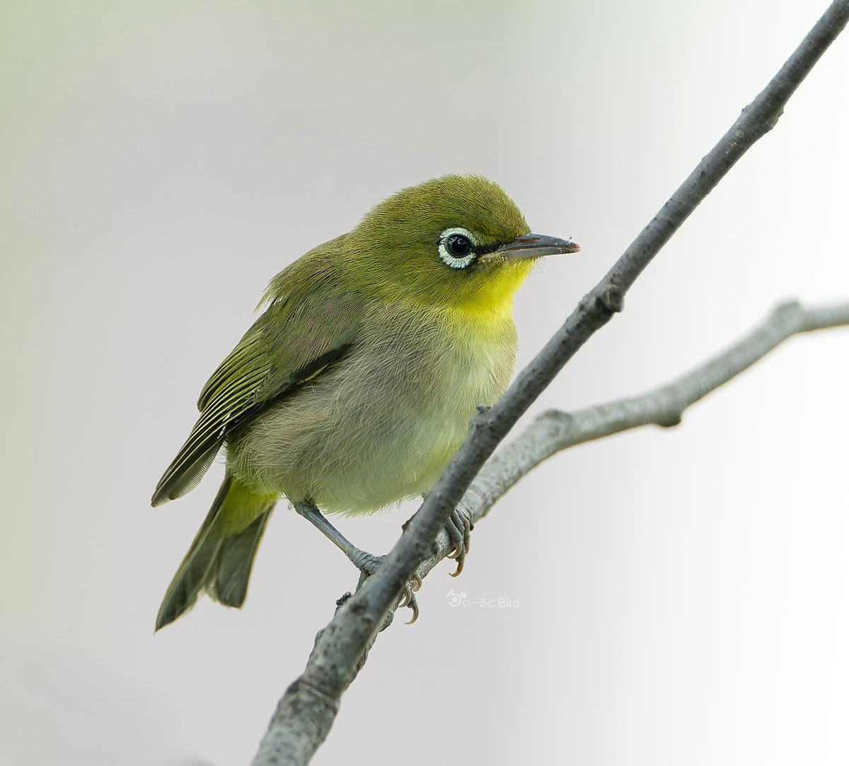 メジロの幼鳥