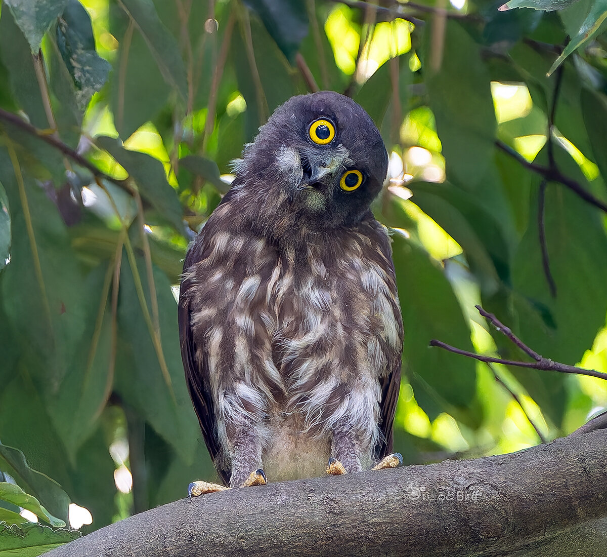 アオバズクの雛