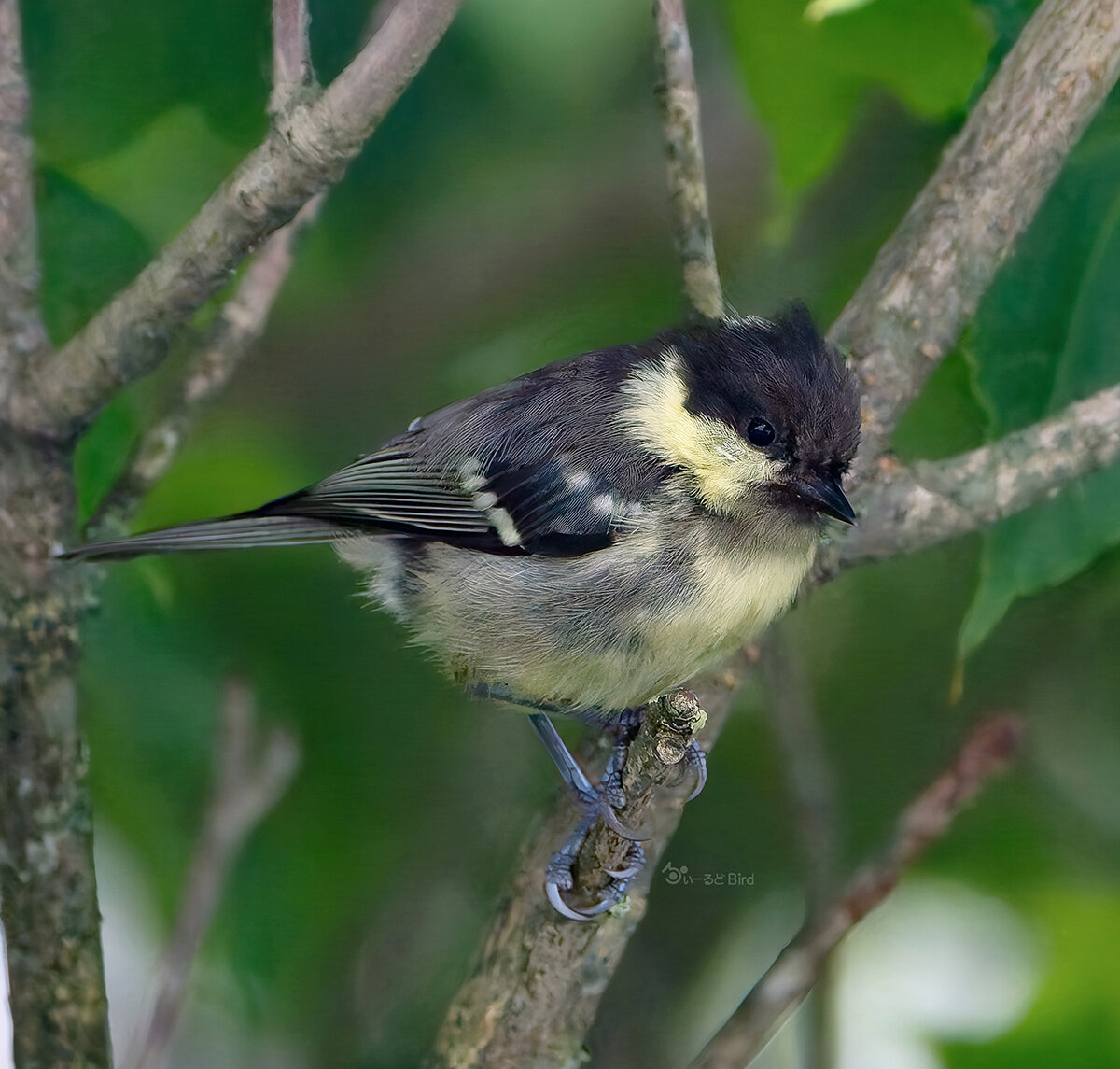 ヒガラの幼鳥