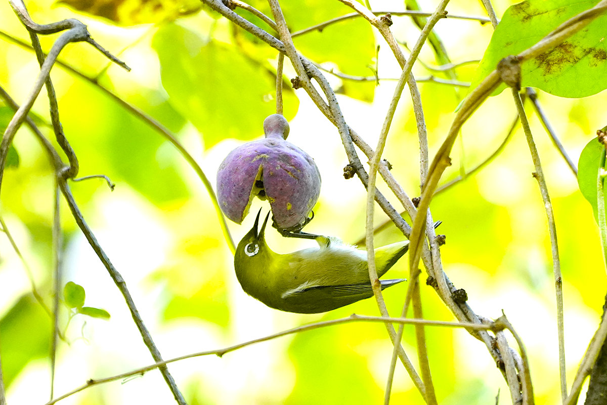 https://www.acrowass.com/toritoriyacyo/photo/10.jpg