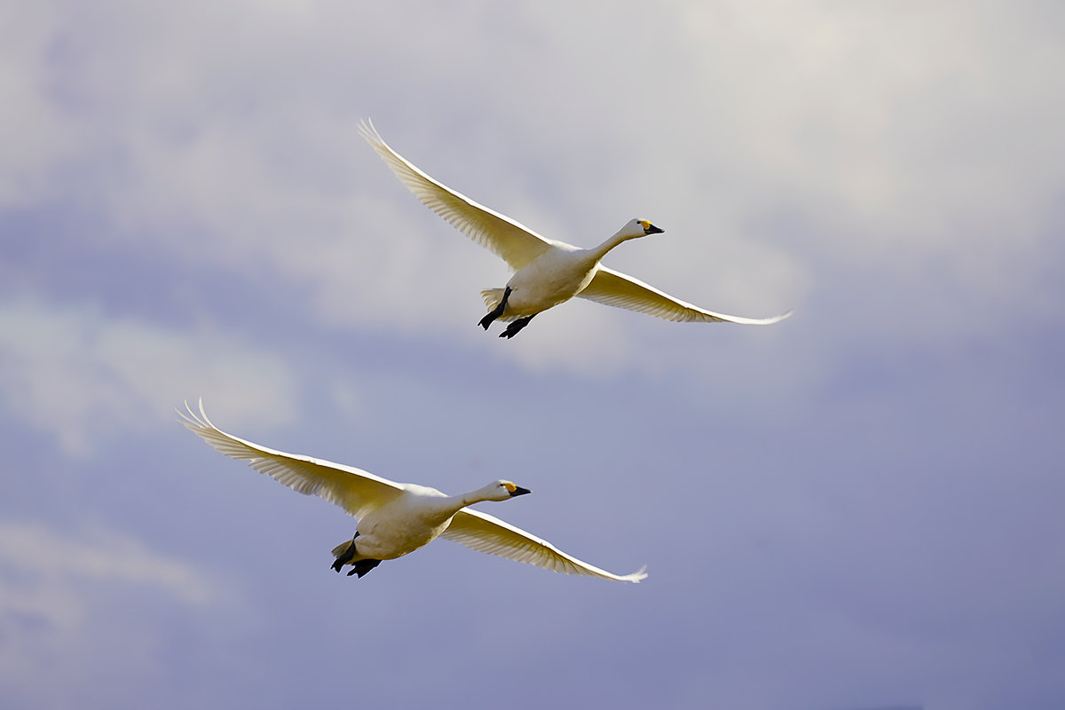 https://www.acrowass.com/toritoriyacyo/photo/20210107_2.jpg
