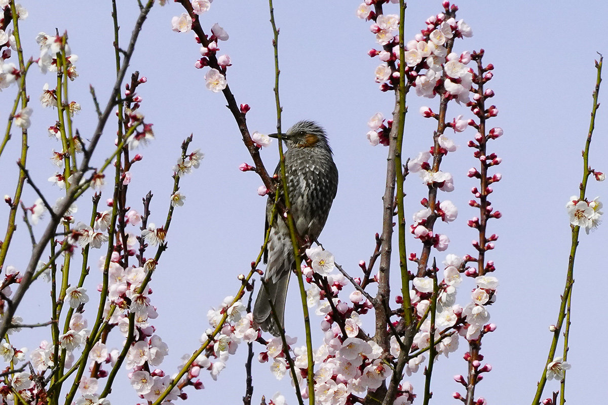 https://www.acrowass.com/toritoriyacyo/photo/20210319_03.jpg