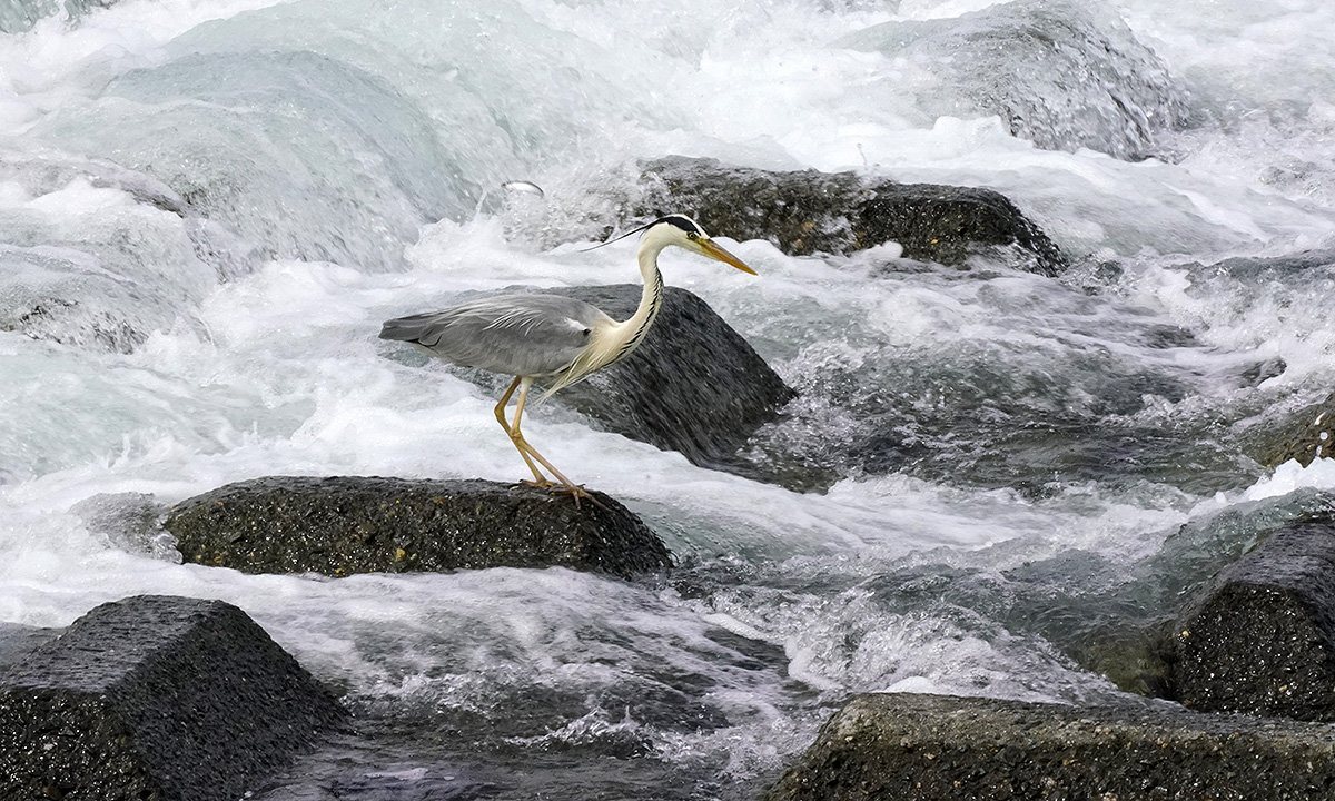 https://www.acrowass.com/toritoriyacyo/photo/20210528_1.jpg