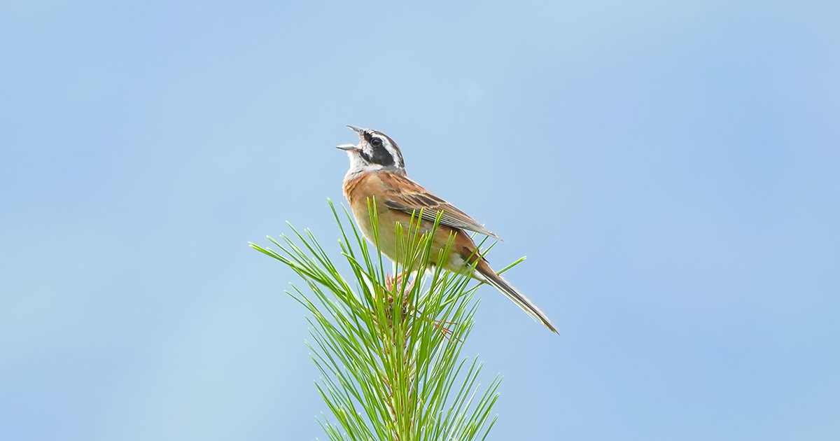 https://www.acrowass.com/toritoriyacyo/photo/20210703_02_1200.jpg