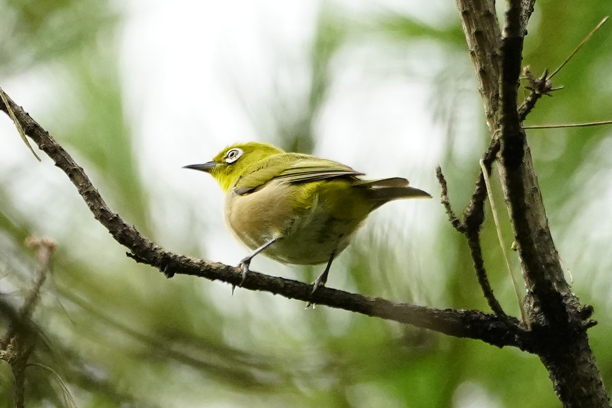 https://www.acrowass.com/toritoriyacyo/photo/20210815_03_1200.jpg
