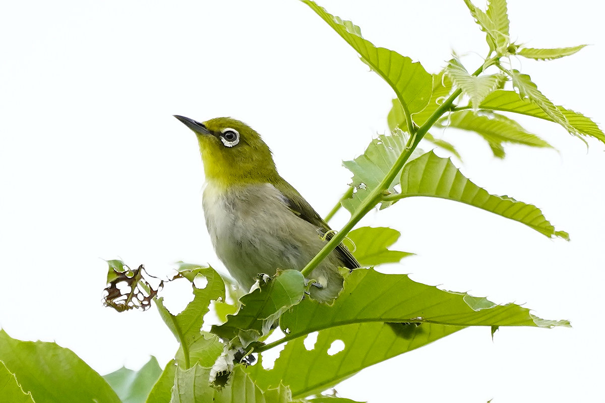 https://www.acrowass.com/toritoriyacyo/photo/20210823_02_1200.jpg