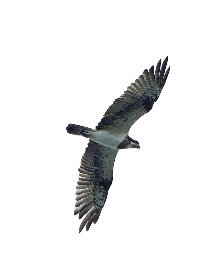 https://www.acrowass.com/toritoriyacyo/photo/20210910_02_700.jpg