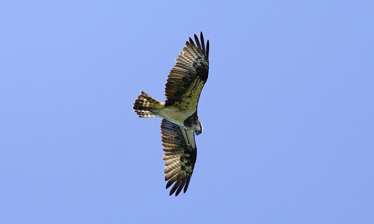 https://www.acrowass.com/toritoriyacyo/photo/20211004_03.jpg