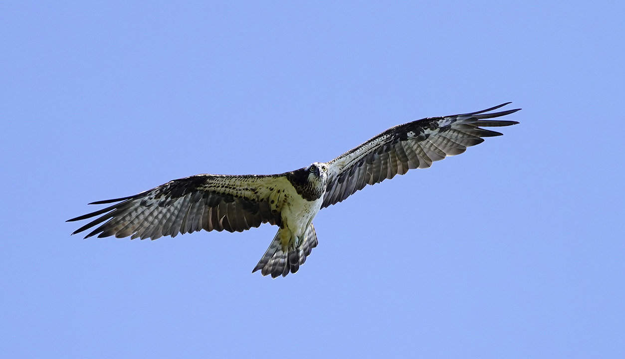 https://www.acrowass.com/toritoriyacyo/photo/20211004_04.jpg