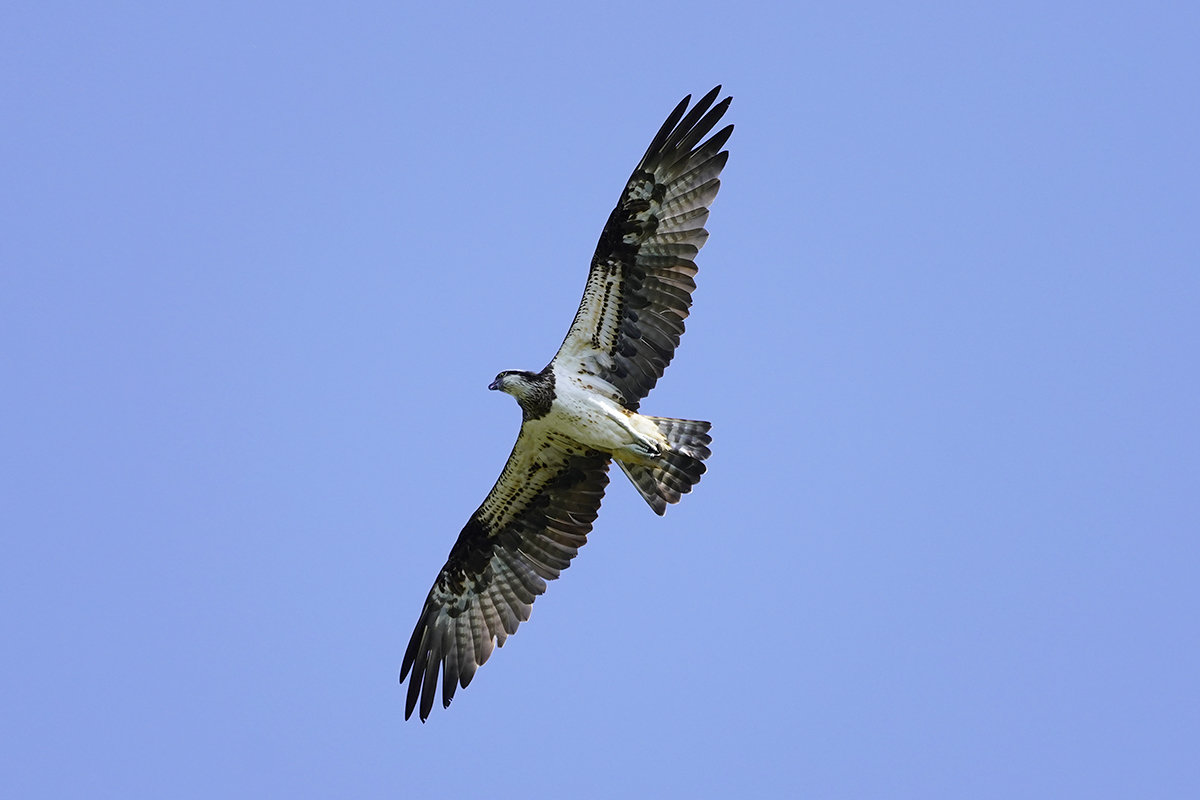 https://www.acrowass.com/toritoriyacyo/photo/20211004_05.jpg
