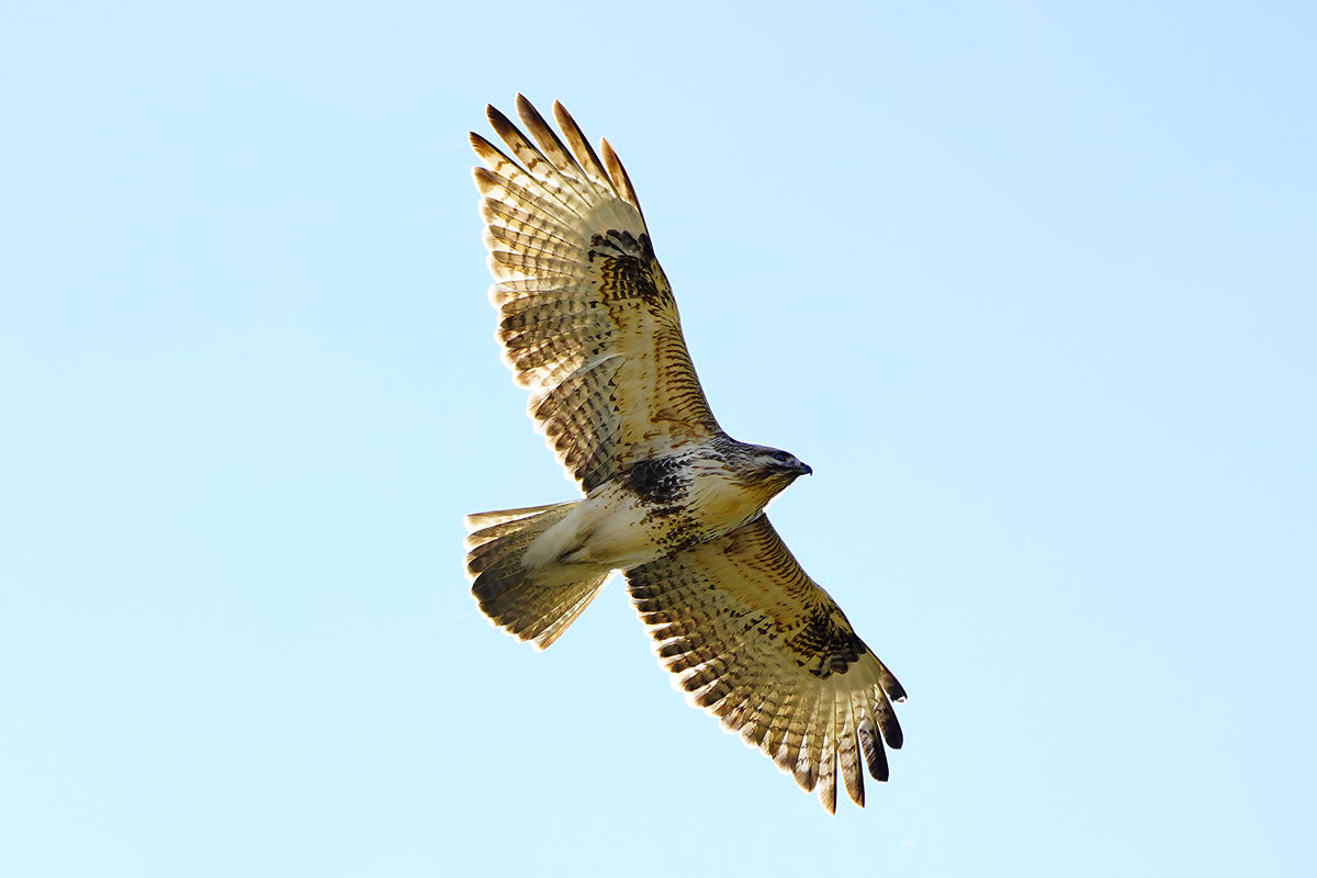 https://www.acrowass.com/toritoriyacyo/photo/20211214_03.jpg