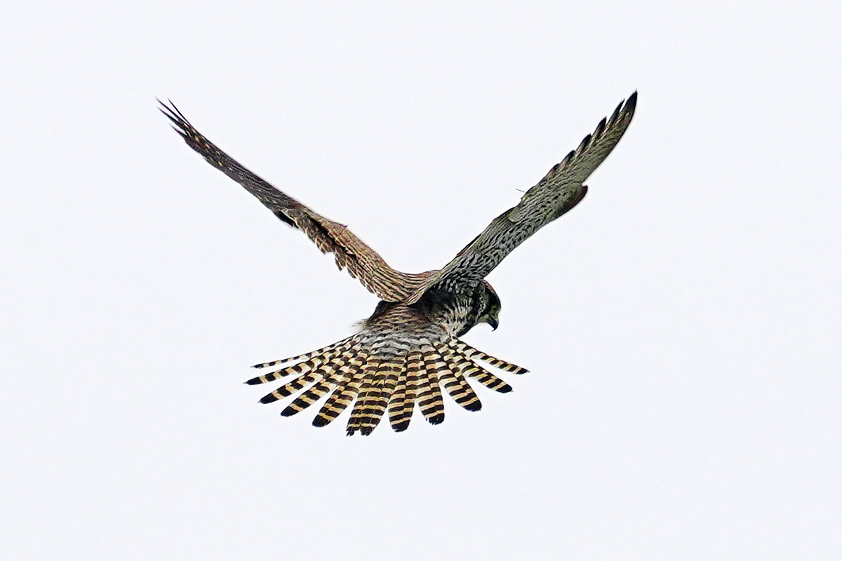 https://www.acrowass.com/toritoriyacyo/photo/20211222_02.jpg