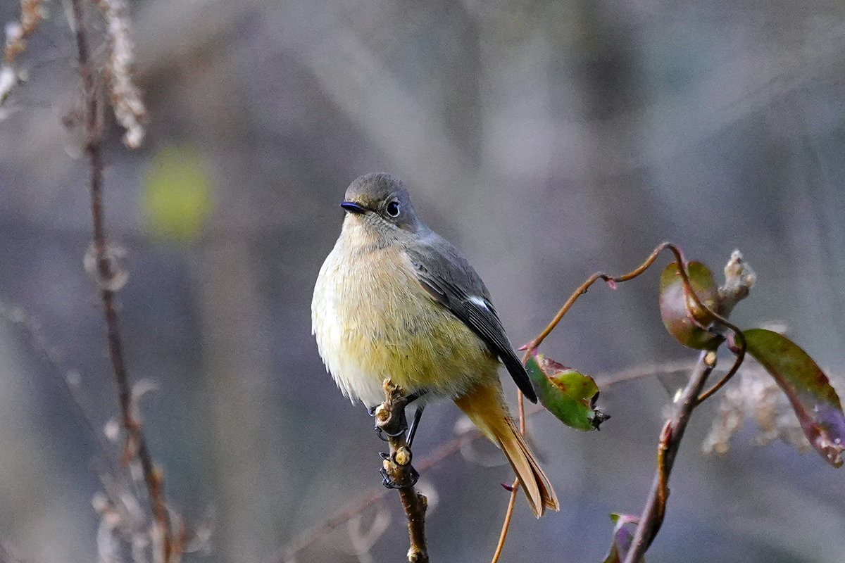 https://www.acrowass.com/toritoriyacyo/photo/20220110_03.jpg