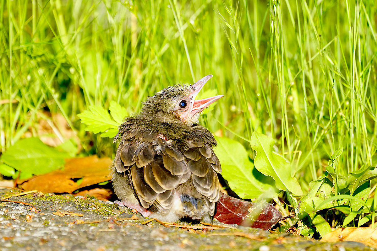 https://www.acrowass.com/toritoriyacyo/photo/20220604_02.jpg