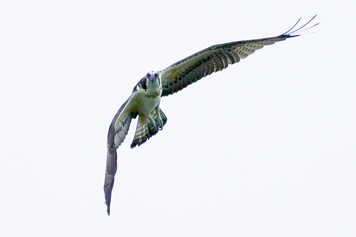 https://www.acrowass.com/toritoriyacyo/photo/20220908_01.jpg