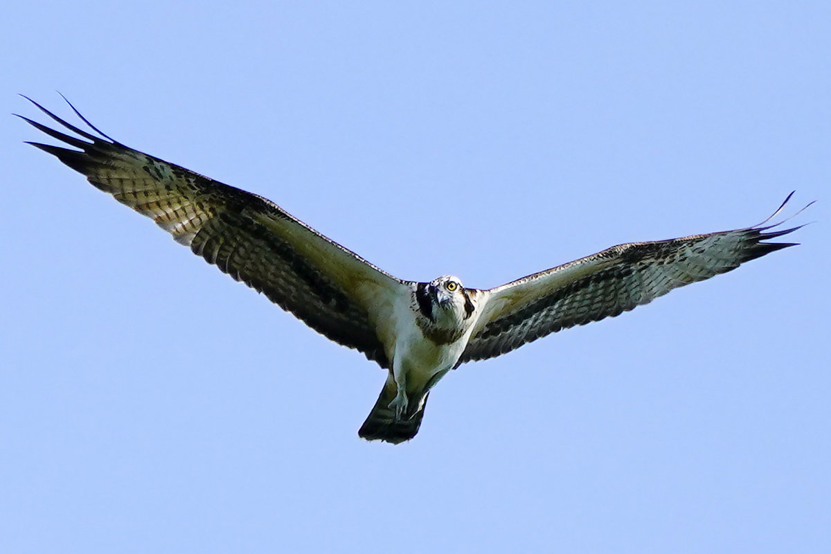 https://www.acrowass.com/toritoriyacyo/photo/20220915_2.jpg