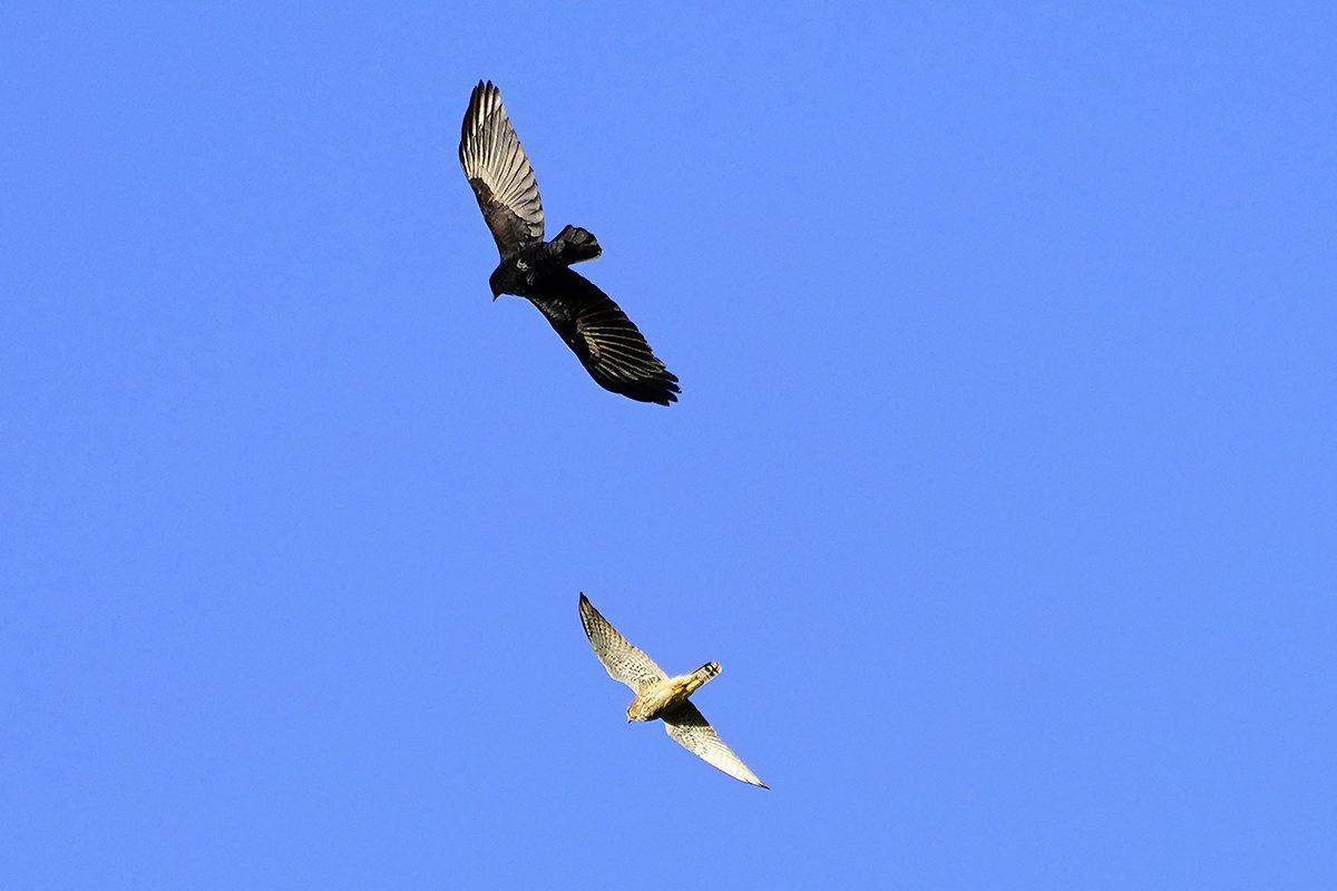 https://www.acrowass.com/toritoriyacyo/photo/20221026_02.jpg