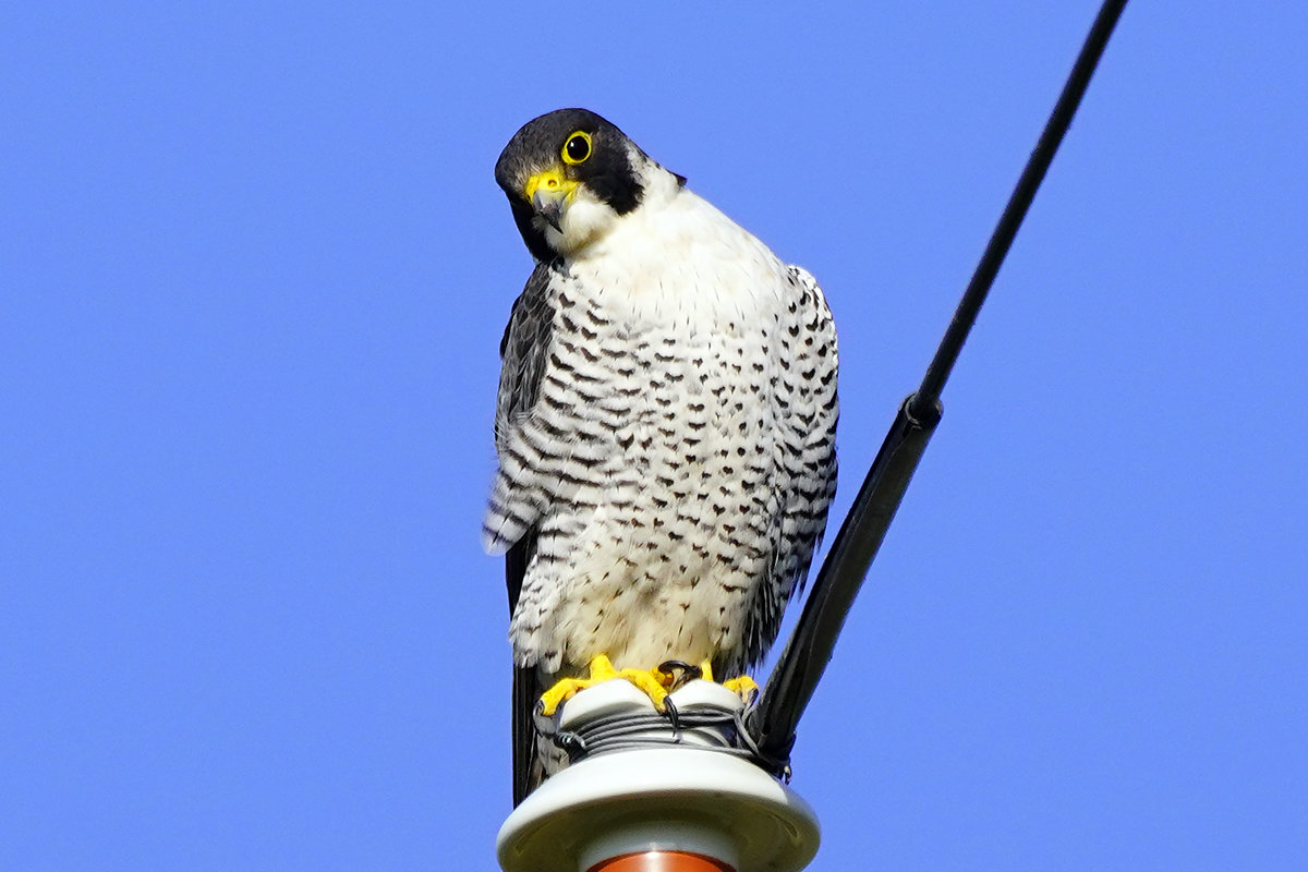 https://www.acrowass.com/toritoriyacyo/photo/20221111_06.JPG