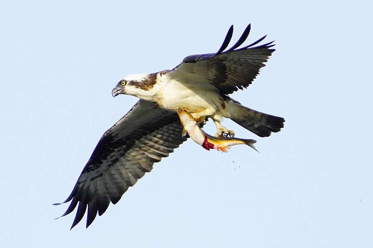 https://www.acrowass.com/toritoriyacyo/photo/20230421_06.jpg