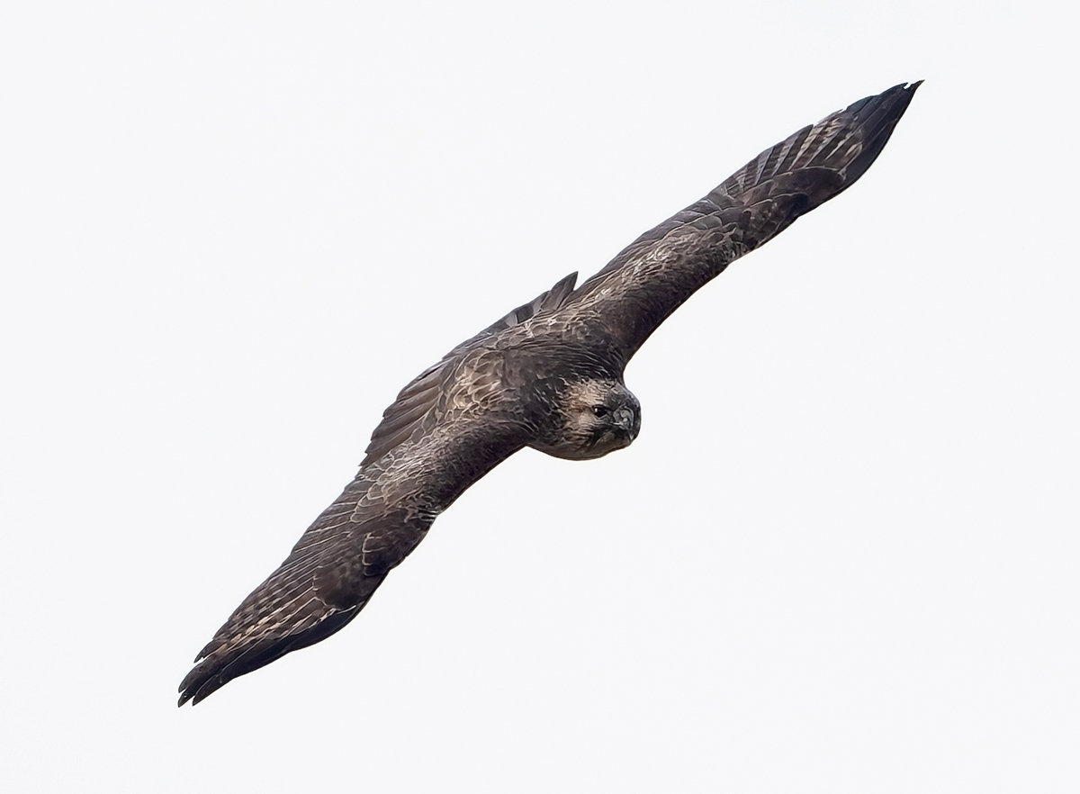 https://www.acrowass.com/toritoriyacyo/photo/2025012903.jpg