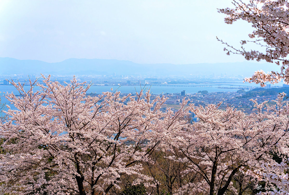 https://www.acrowass.com/toritoriyacyo/photo/2025041101_1200.jpg