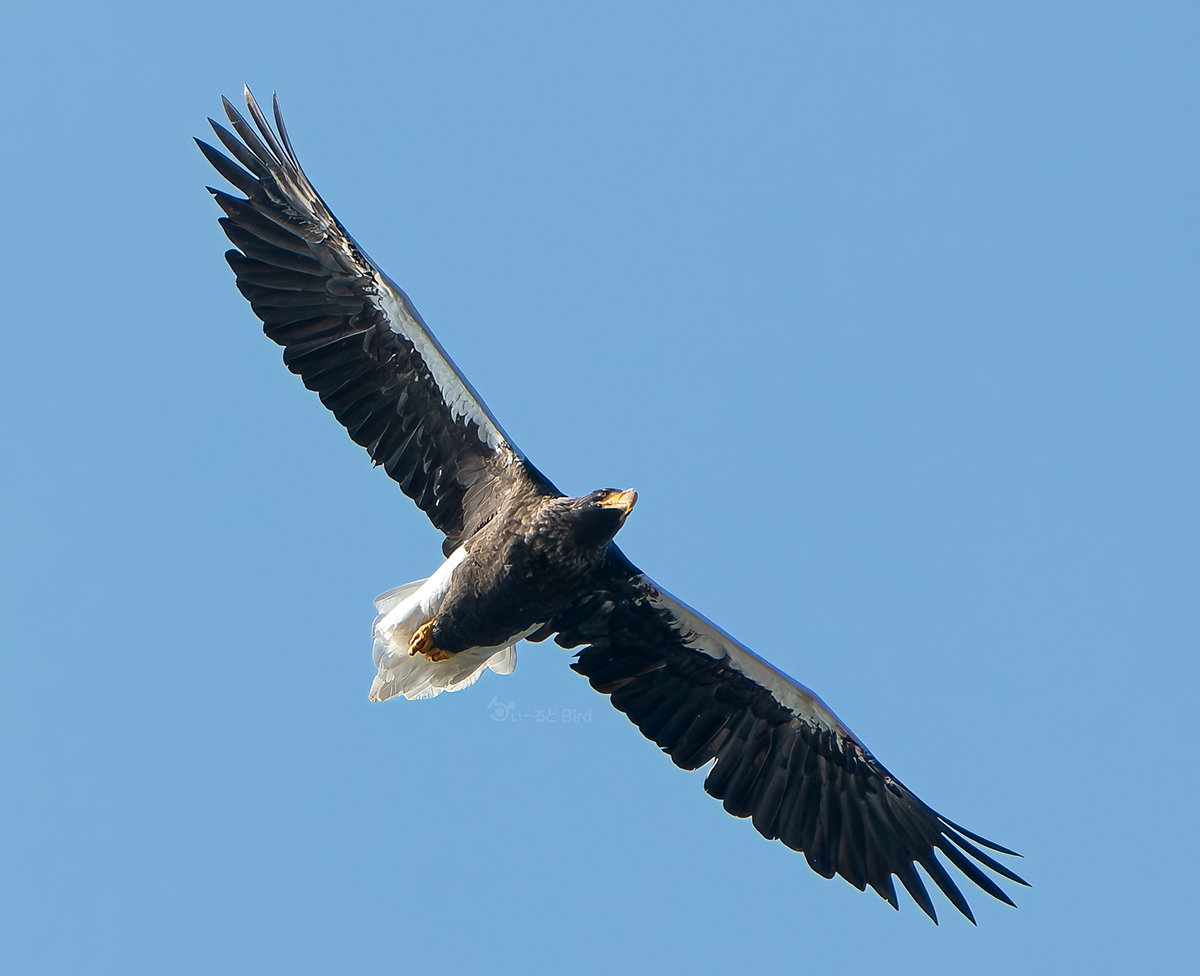 https://www.acrowass.com/toritoriyacyo/photo/20258112603_1200.jpg