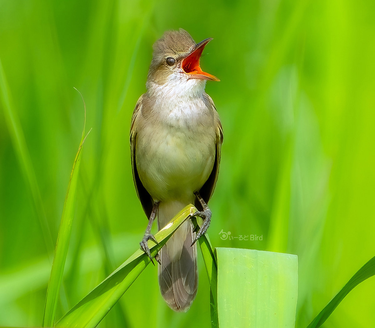 https://www.acrowass.com/toritoriyacyo/photo/2026051202_1200.jpg