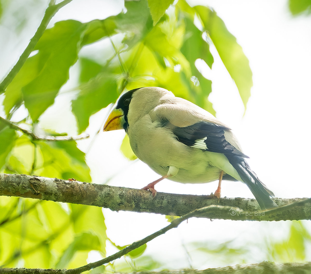 https://www.acrowass.com/toritoriyacyo/photo/2026051401_1200.jpg