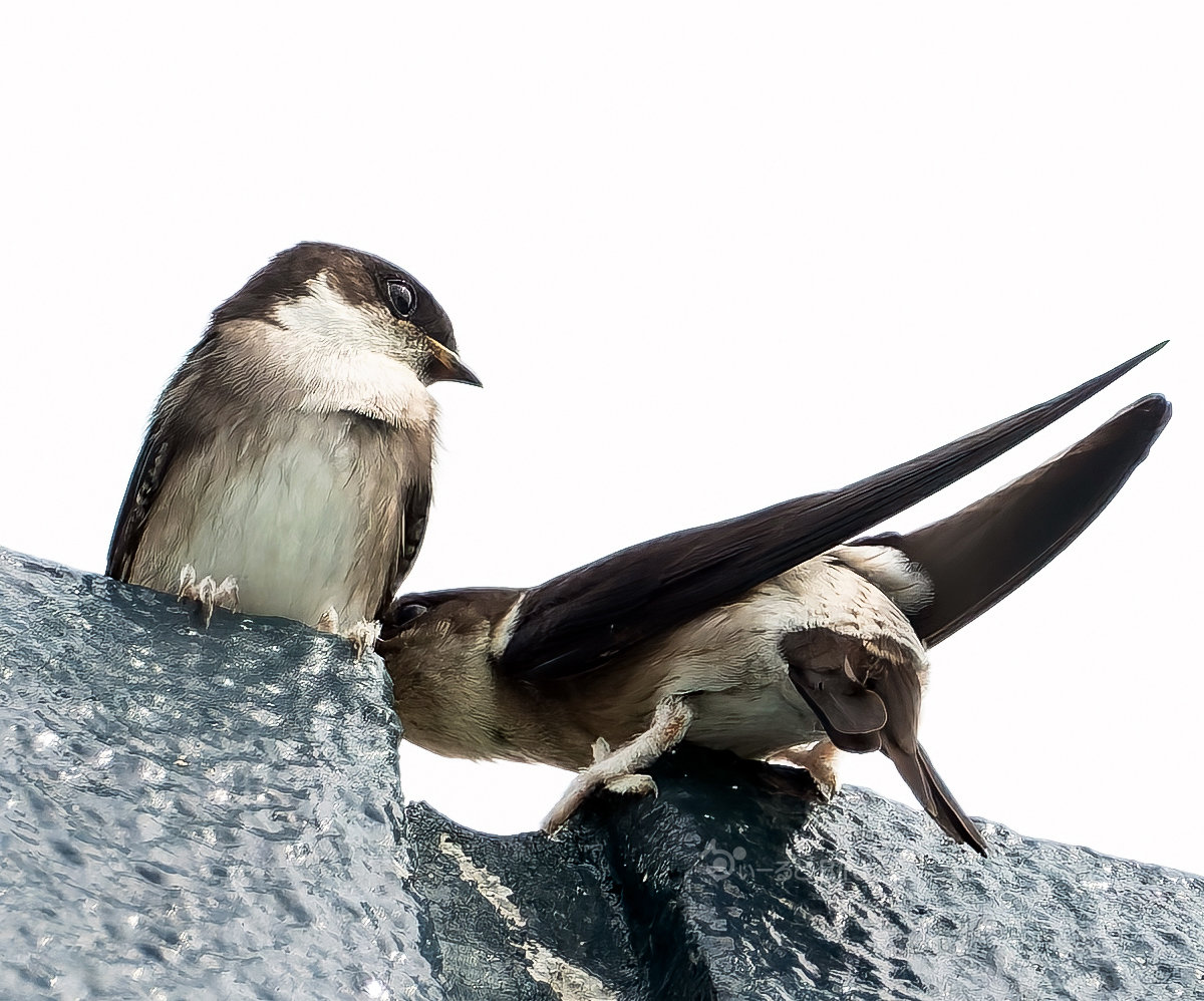 https://www.acrowass.com/toritoriyacyo/photo/2026061602_1200.jpg