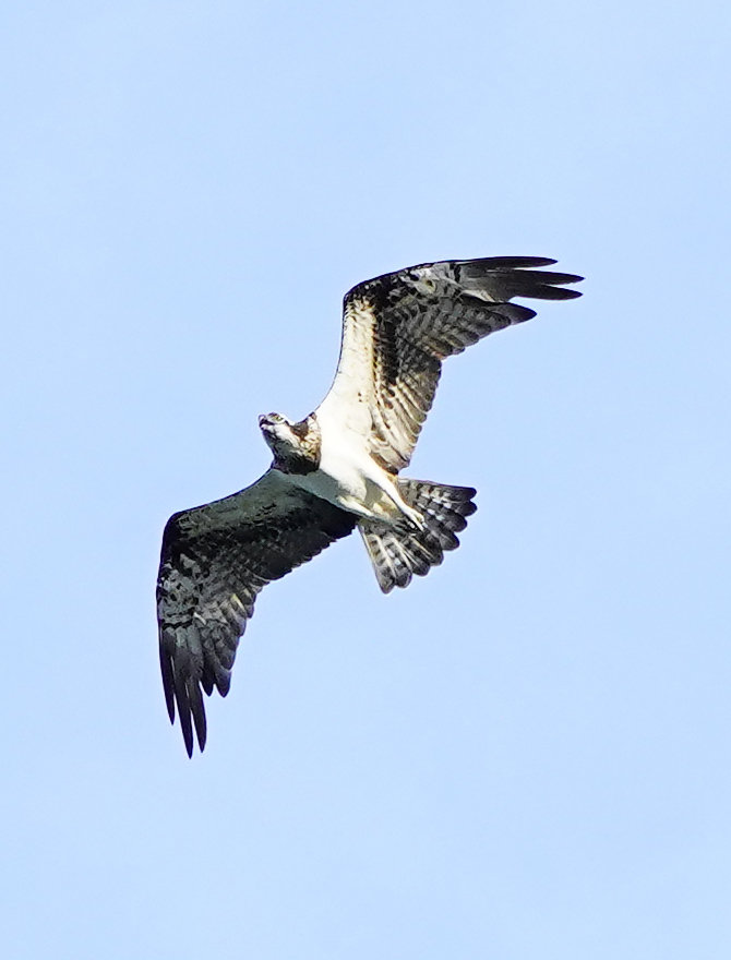 https://www.acrowass.com/toritoriyacyo/photo/203210831_03.jpg