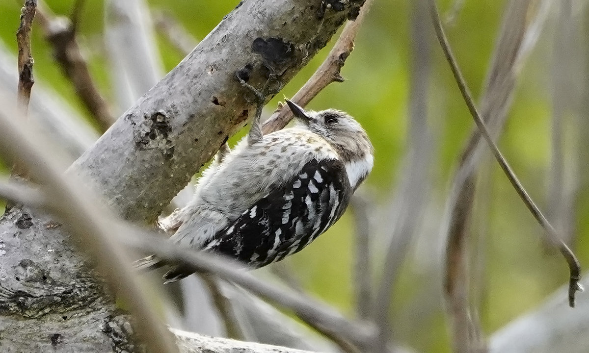 https://www.acrowass.com/toritoriyacyo/photo/kogera4.jpg