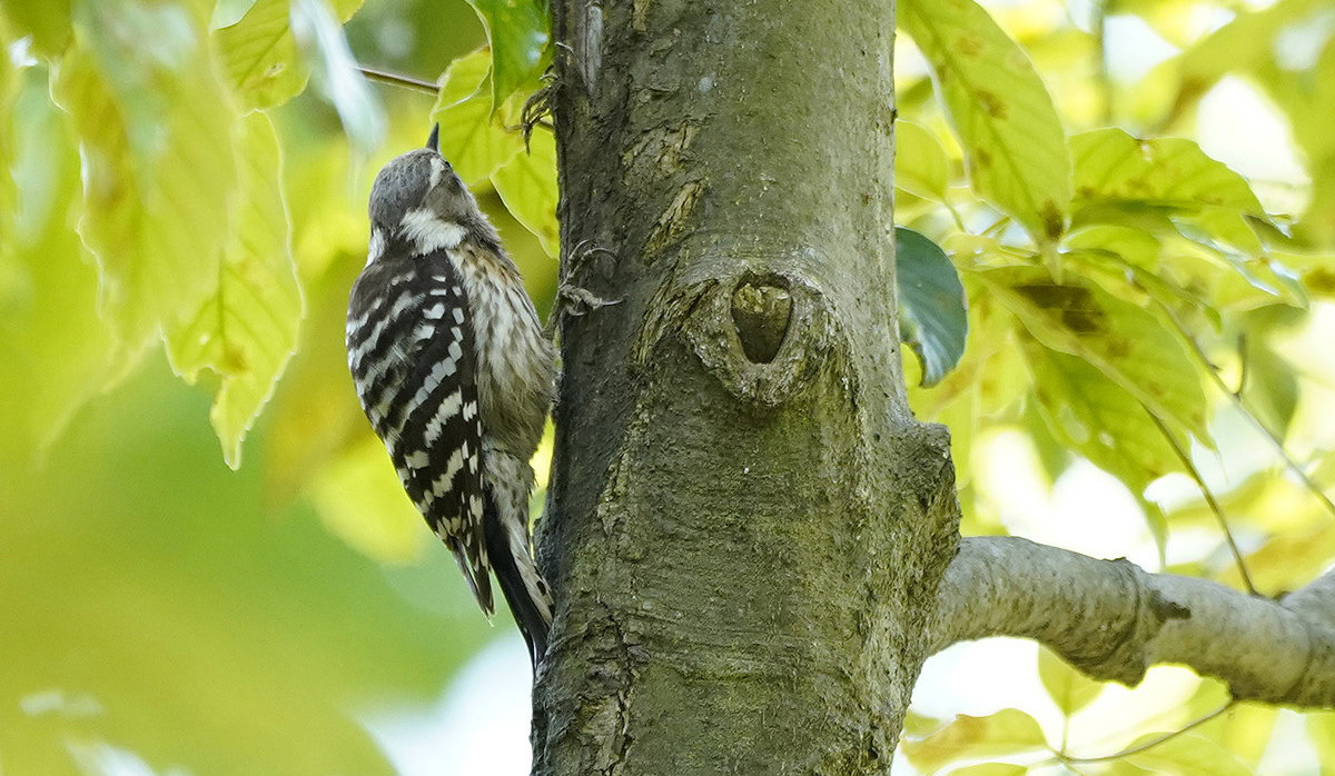 https://www.acrowass.com/toritoriyacyo/photo/kogera6.jpg
